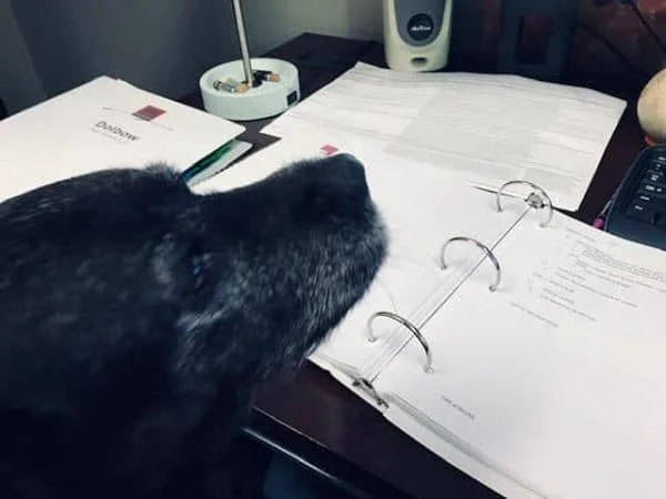 Office Manager Madge, our resident pup, looks over our job specifications for estimating